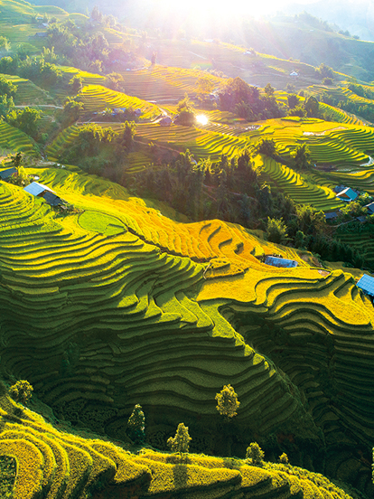 terraced-rice-fields-in-vietnam